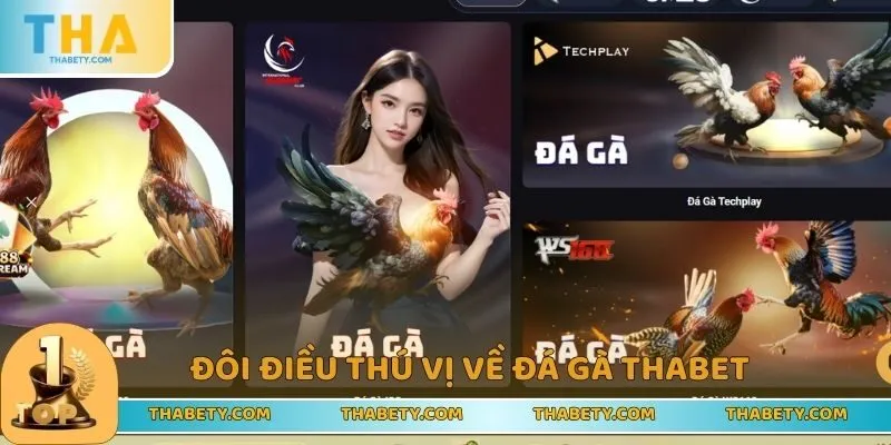Những thông tin thú vị về sảnh đá gà THABET